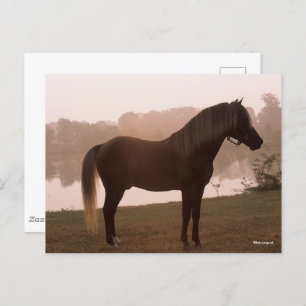 Bob Langrish Rocky Mountain Horse Standing Backlit Postcard