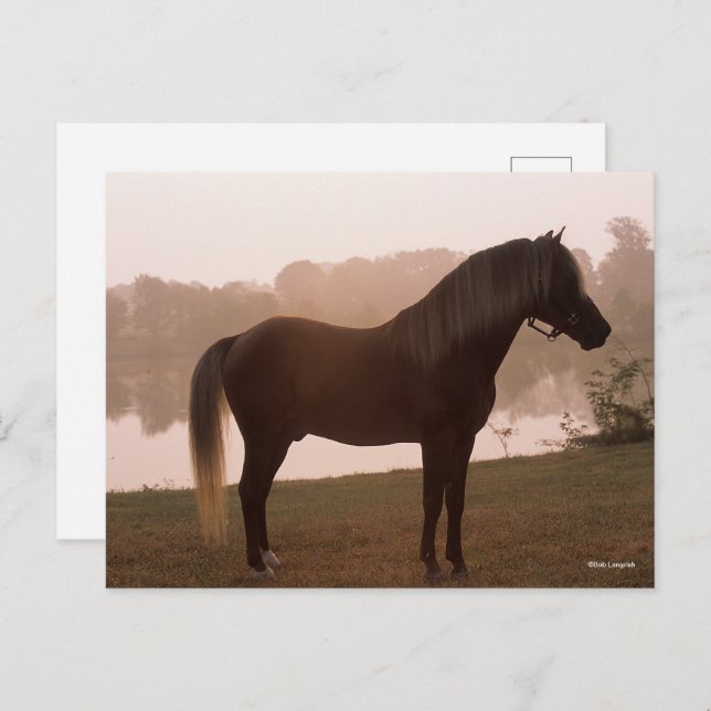 Bob Langrish Rocky Mountain Horse Standing Backlit Postcard (Front/Back)