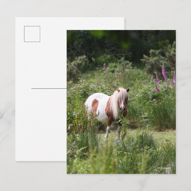 Bob Langrish | Shetland Pony Standing By Flowers Postcard (Front/Back)