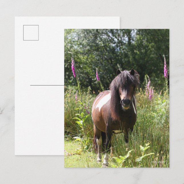 Bob Langrish | Shetland Pony Standing By Flowers Postcard (Front/Back)