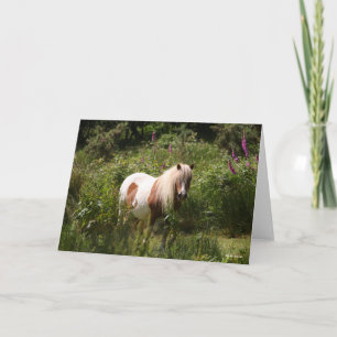 Bob Langrish   Shetland Pony Standing In Flowers Card