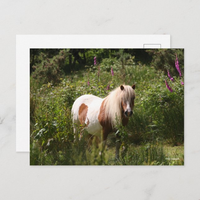 Bob Langrish | Shetland Pony Standing In Flowers Postcard (Front/Back)