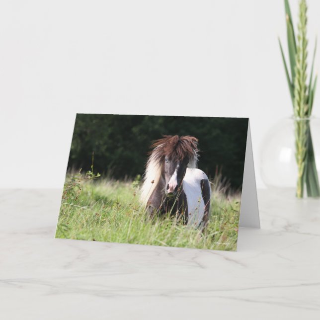 Bob Langrish | Shetland Stallion Standing In Grass Card (Front)