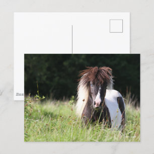 Bob Langrish   Shetland Stallion Standing In Grass Postcard