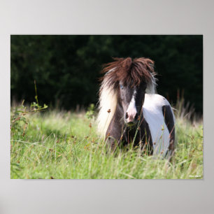 Bob Langrish   Shetland Stallion Standing In Grass Poster