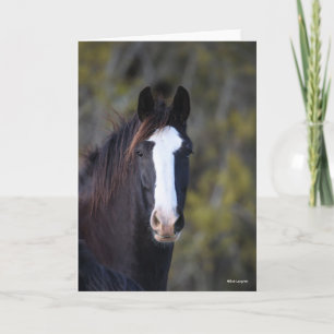Bob Langrish   Shire Horse Headshot Card