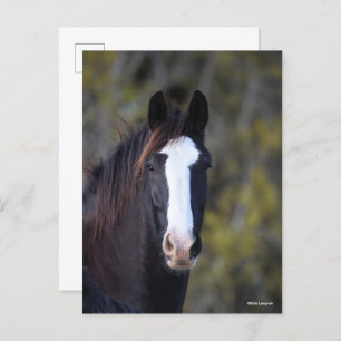 Bob Langrish   Shire Horse Headshot Postcard