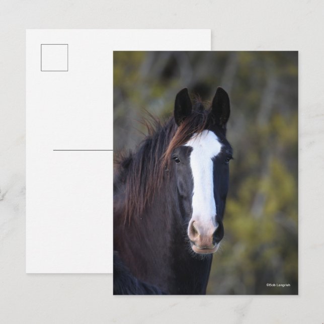 Bob Langrish | Shire Horse Headshot Postcard (Front/Back)
