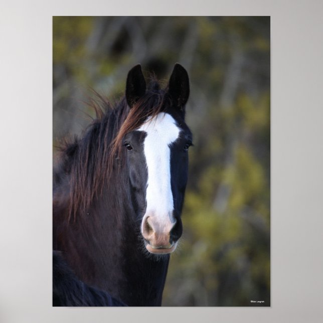 Bob Langrish | Shire Horse Headshot Poster (Front)