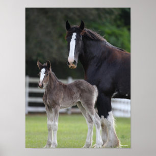 Bob Langrish Shire Horse Mare and Foal Standing Poster