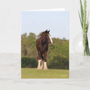 Bob Langrish   Shire Horse Standing In Field Card