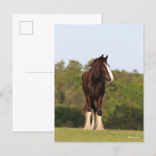 Bob Langrish Shire Horse Standing In Field Postcard