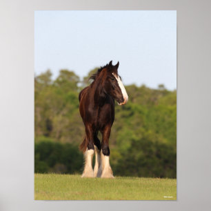 Bob Langrish   Shire Horse Standing In Field Poster