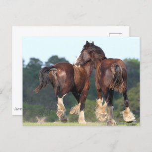 Bob Langrish   Shire Horses Running Rear View Postcard