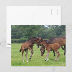Bob Langrish Sport Horse Foals Playing Postcard
