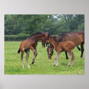 Bob Langrish Sport Horse Foals Playing Poster