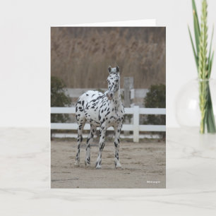 Bob Langrish   Spotty Appaloosa Friesian Standing Card