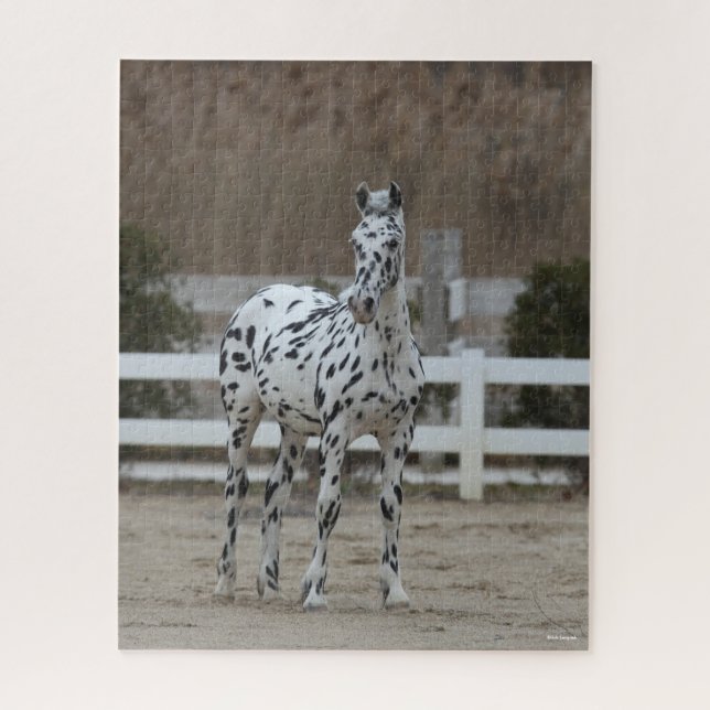 Bob Langrish | Spotty Appaloosa Friesian Standing Jigsaw Puzzle (Vertical)