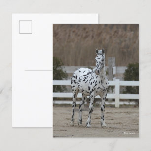 Bob Langrish Spotty Appaloosa Friesian Standing Postcard