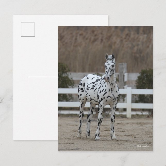 Bob Langrish | Spotty Appaloosa Friesian Standing Postcard (Front/Back)
