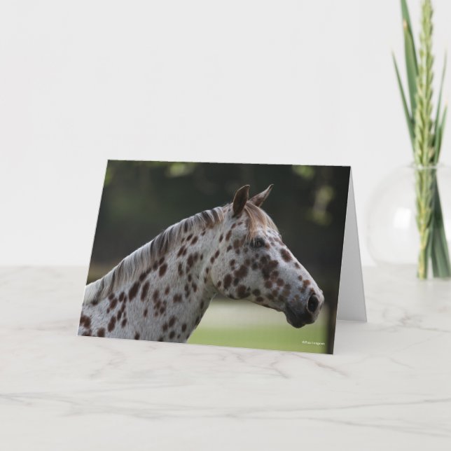 Bob Langrish | Spotty Appaloosa Headshot Card (Front)