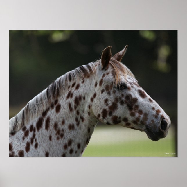 Bob Langrish | Spotty Appaloosa Headshot Poster (Front)