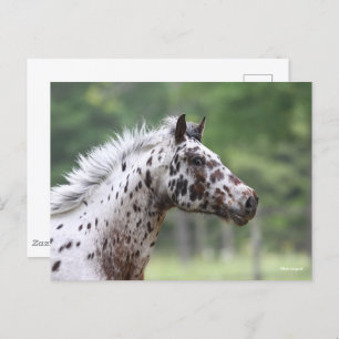 Bob Langrish   Spotty Knapstrupper Headshot Postcard