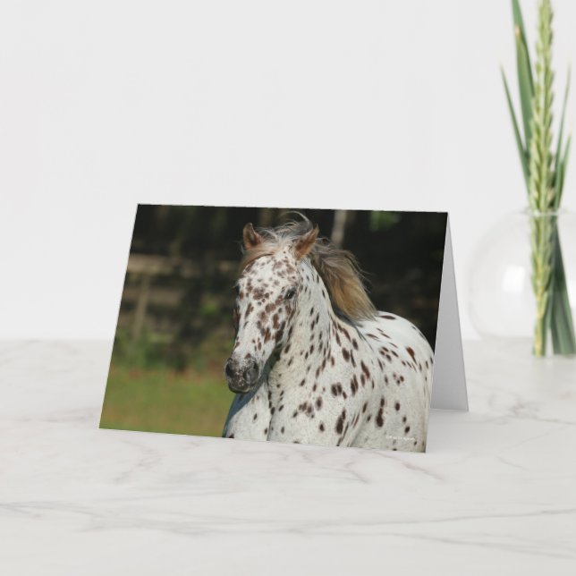 Bob Langrish | Spotty Pony Of America Headshot Card (Front)