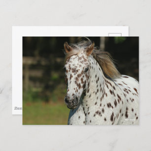 Bob Langrish   Spotty Pony Of America Headshot Postcard