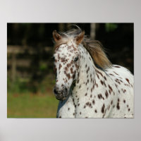 Bob Langrish | Spotty Pony Of America Headshot