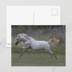 Bob Langrish Spotty Pony of America Leaping Postcard