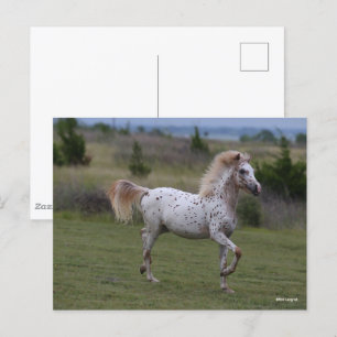 Bob Langrish Spotty Pony Of America Postcard