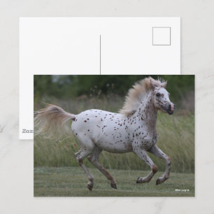 Bob Langrish Spotty Pony Of America Running Postcard