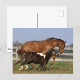 Bob Langrish   Thoroughbred and Shetland Pony Postcard