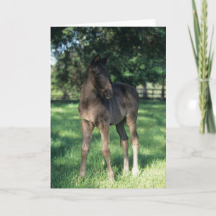 Bob Langrish   Thoroughbred Foal Standing In Field Card