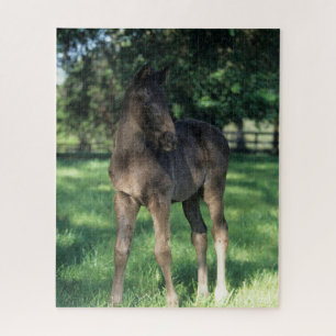Bob Langrish Thoroughbred Foal Standing In Field Jigsaw Puzzle