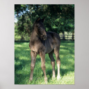 Bob Langrish Thoroughbred Foal Standing In Field Poster