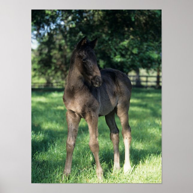 Bob Langrish | Thoroughbred Foal Standing In Field Poster (Front)