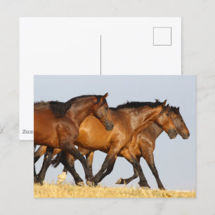 Bob Langrish   Three Andalucian Mares Running Postcard
