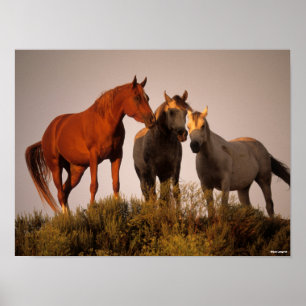 Bob Langrish Three Arab Horses Standing At Sunset Poster