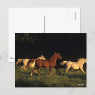 Bob Langrish Three Arabs Running In Evening Light Postcard