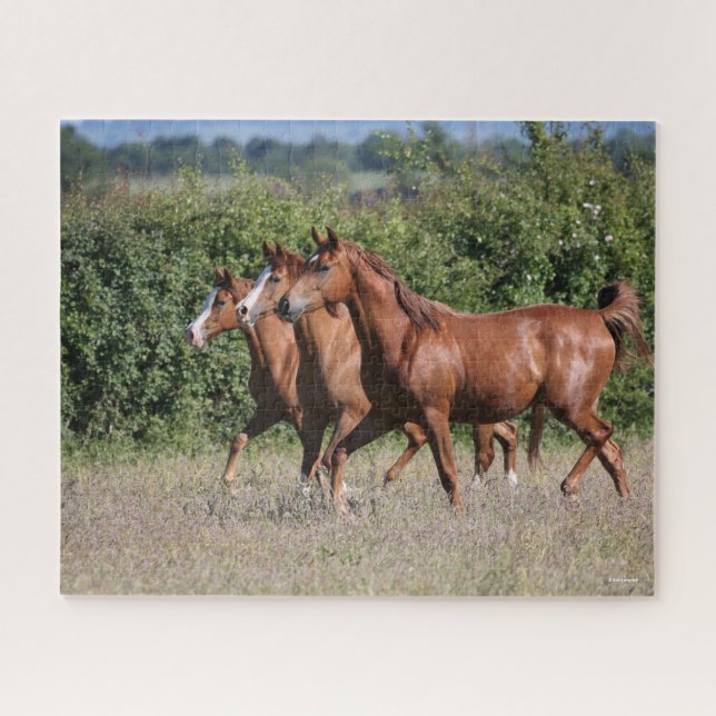 Bob Langrish | Three Chestnut Arab Horses Together Jigsaw Puzzle (Horizontal)