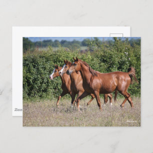 Bob Langrish Three Chestnut Arab Horses Together Postcard