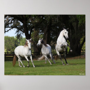 Bob Langrish Three Grey Andalucians Leaping Poster