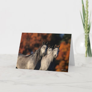 Bob Langrish   Three Grey Arabs Standing Together Card