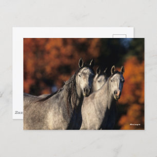 Bob Langrish Three Grey Arabs Standing Together Postcard