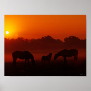 Bob Langrish Three Horses Grazing at Sunset Poster