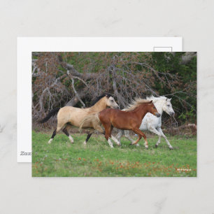 Bob Langrish Three Ponies Running Together Postcard