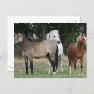 Bob Langrish Three Ponies Standing Together Postcard