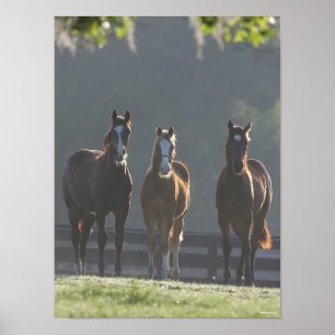 Bob Langrish Three Quarter Horse Youngsters Poster